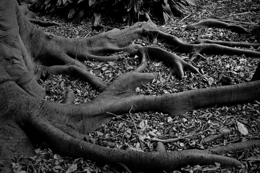 tree root rca report